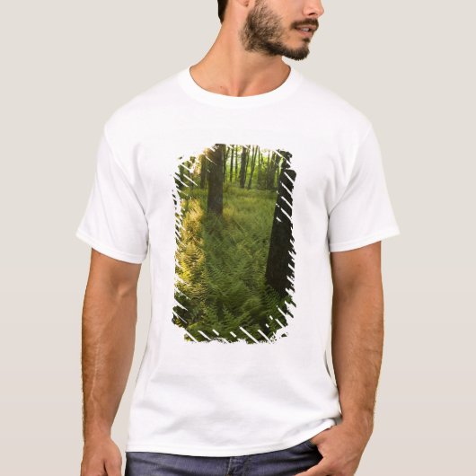 マサチューセッツ州グラフトンの森のシダ類 Tシャツ (正面)