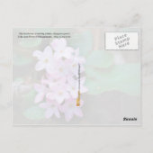 マサチューセッツ州花：メイフラワー ポストカード (裏面)