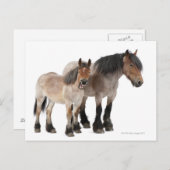 マザーアンドフォーアルベルギーホース ポストカード (正面/裏面)