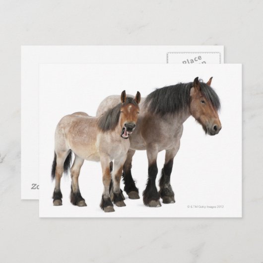 マザーアンドフォーアルベルギーホース ポストカード (正面/裏面)