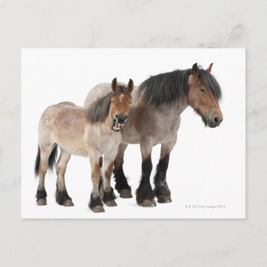 マザーアンドフォーアルベルギーホース ポストカード (正面)