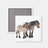 マザーアンドフォーアルベルギーホース マグネット (正面/裏面)