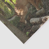 マザーアンドベビーディアアットシェナンドア国立公園 薄葉紙 (詳細)