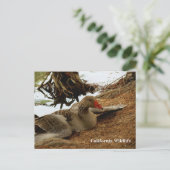 マザーグースはがき ポストカード (スタンド正面)