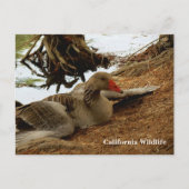 マザーグースはがき ポストカード (正面)