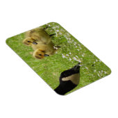 マザーグース(カナダ)とゴスリング マグネット (右側)