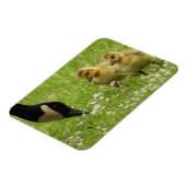 マザーグース(カナダ)とゴスリング マグネット (左側)