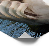 マザースワンとシグネッツ(ベビーの白鳥) ポスター (角)