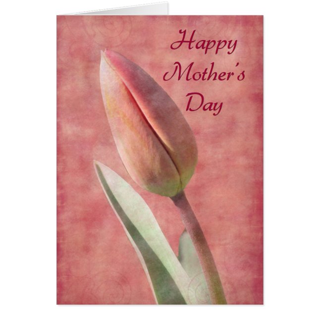 マザーズデイチューリップ (正面)