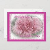 マザーズデイピンク登山バラの花 ポストカード (正面/裏面)