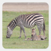 マザーゼブラ生まれたばかりの子馬 スクエアシール (正面)