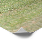 マザーゼブラ生まれたばかりの子馬 ポスター (角)