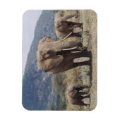 マザーゾウ歩く（ゾウ子牛） マグネット (縦)