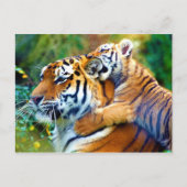マザータイガーベビークブ登山と噛み耳 ポストカード (正面)