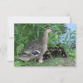 マザーダックとダックリ ングの先生感謝 サンキューカード (正面)