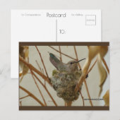 マザーハミングバード | ブルービーチソング™はがき ポストカード (正面/裏面)