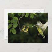 マザーハミングバード ポストカード (正面/裏面)