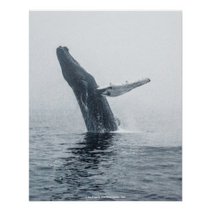 マザーハンプバッククジラ ポスター