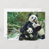 マザーパンダ ポストカード (正面/裏面)