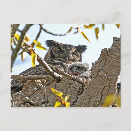 マザーフクロウとベビーイン・ネスト ポストカード (正面)