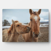 マザーホースとフォーアル フォトプラーク (正面)