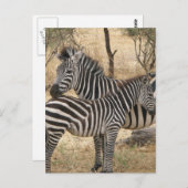 マザー&ベビーゼブラハガキ ポストカード (正面/裏面)