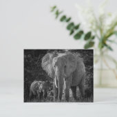 マザー&ベビーゾウ – 白黒 ポストカード (スタンド正面)