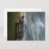 マザ怒ー・ヒッポ |祝いの贈り物 案内ポストカード (正面/裏面)