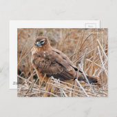 マシュアの美しい北ハリアホーク ポストカード (正面/裏面)