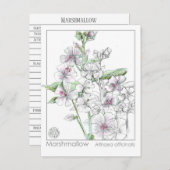 マシュマローマテリアメディカハーブ勉強カード ポストカード (正面/裏面)