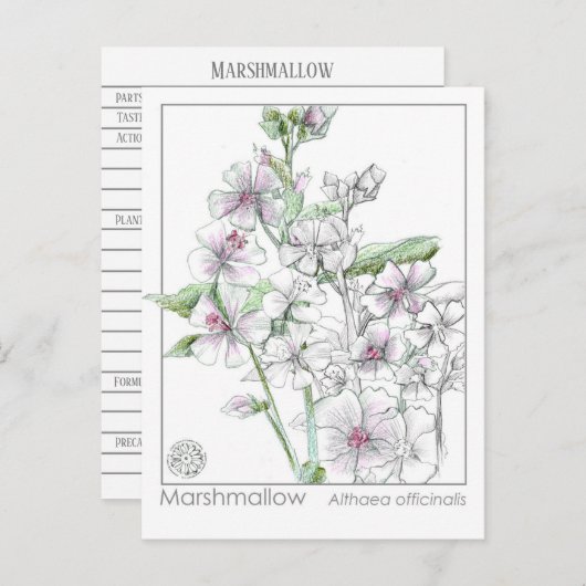 マシュマローマテリアメディカハーブ勉強カード ポストカード (正面/裏面)