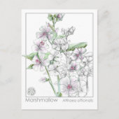 マシュマローマテリアメディカハーブ勉強カード ポストカード (正面)