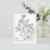 マシュマローマテリアメディカハーブ勉強カード ポストカード (スタンド正面)