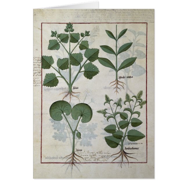 マシュマロ及びHastula Regia Asarabacca及び (正面)