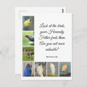 マシュー6:26はがき ポストカード (正面/裏面)