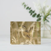 マシュ・レンのポストカード ポストカード (スタンド正面)