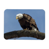 マジさん マグネット (横)