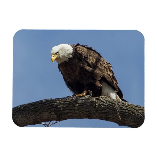 マジさん マグネット (横)