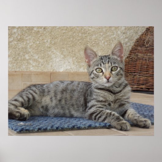 マジェスティックな子猫 ポスター (正面)
