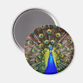 マジェスティックピーコック マグネット (正面/裏面)