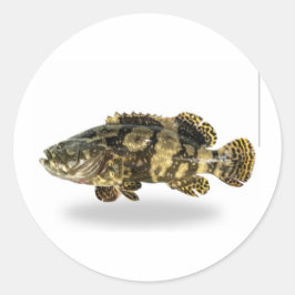 マジェスティック・スポッテド・ハタ - 熱帯サンゴ礁の魚 ラウンドシール