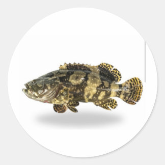 マジェスティック・スポッテド・ハタ - 熱帯サンゴ礁の魚 ラウンドシール
