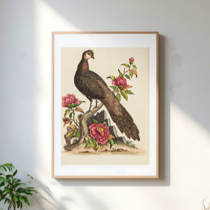 マジェスティック・ピーコック 鳥 花 フラワー ビンテージ イラスト ポスター