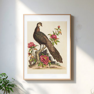 マジェスティック・ピーコック 鳥 花 フラワー ビンテージ イラスト ポスター