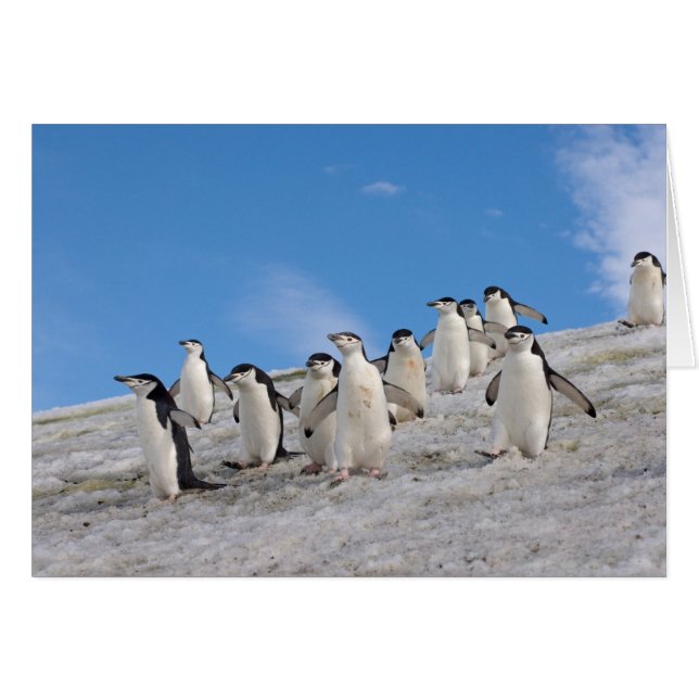 マジェランペンギン | Pygoscelis Antarctica (正面横)