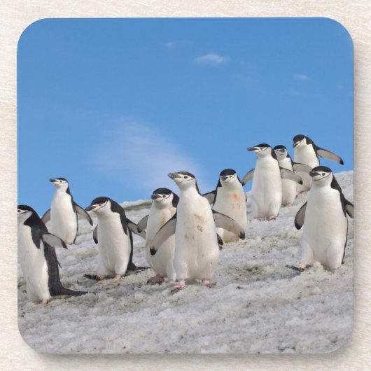 マジェランペンギン | Pygoscelis Antarctica コースター (正面)