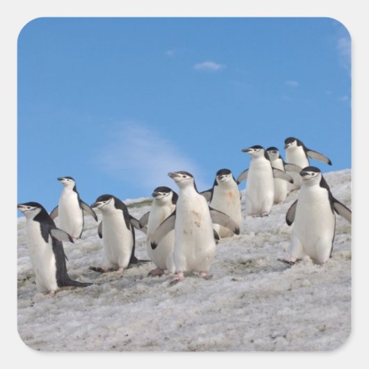 マジェランペンギン | Pygoscelis Antarctica スクエアシール (正面)