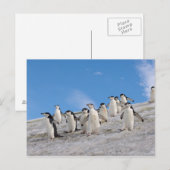 マジェランペンギン | Pygoscelis Antarctica ポストカード (正面/裏面)