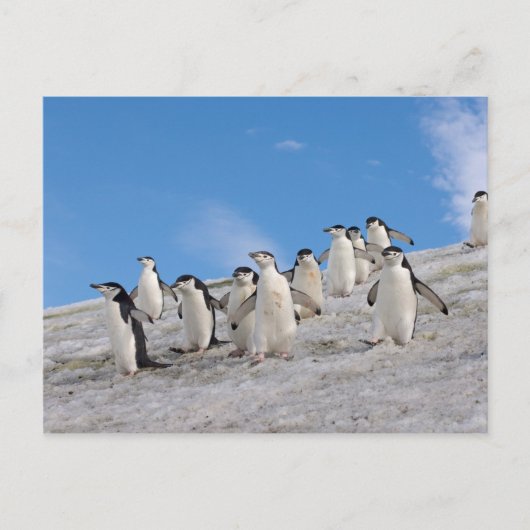 マジェランペンギン | Pygoscelis Antarctica ポストカード (正面)