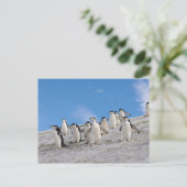 マジェランペンギン | Pygoscelis Antarctica ポストカード (スタンド正面)